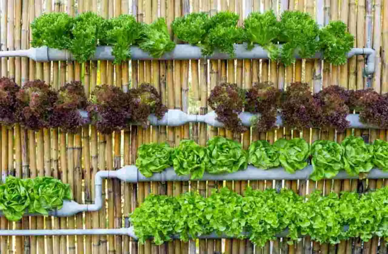 Orto verticale fai-da-te: il metodo più semplice da montare in balcone Orto verticale fai-da-te: il metodo più semplice da montare in balcone