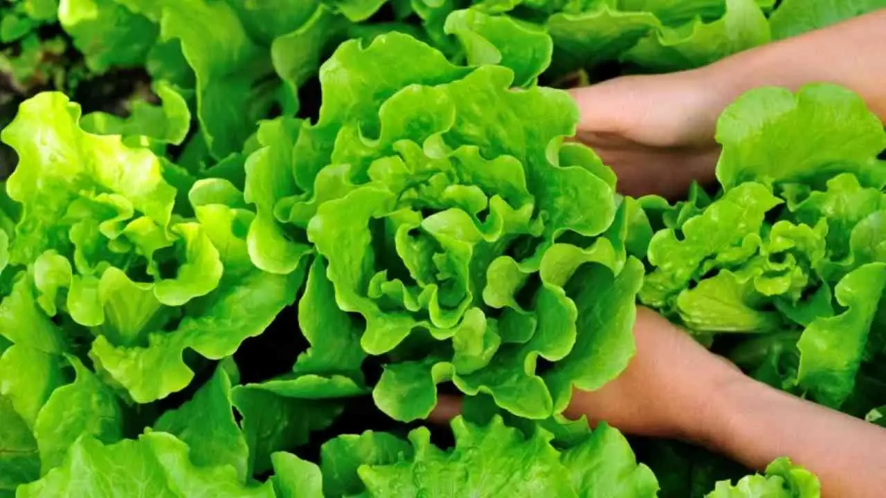 Insalata a crescita rapida: semina e raccolta in meno di 30 giorni Insalata a crescita rapida: semina e raccolta in meno di 30 giorni