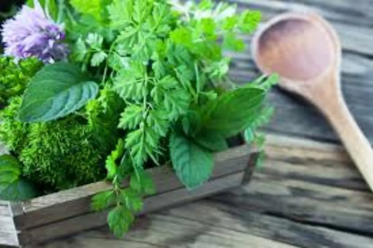 Piante aromatiche in ombra: quali resistono meglio e producono più aroma Piante aromatiche in ombra: quali resistono meglio e producono più aroma