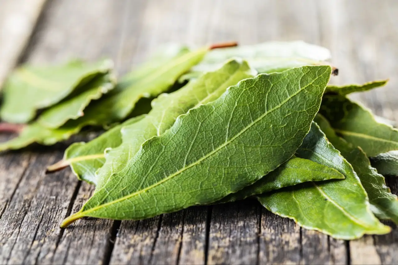 Come togliere l’odore di chiuso dai cassetti: il trucco con alloro e bicarbonato che non conosci Come togliere l’odore di chiuso dai cassetti: il trucco con alloro e bicarbonato che non conosci