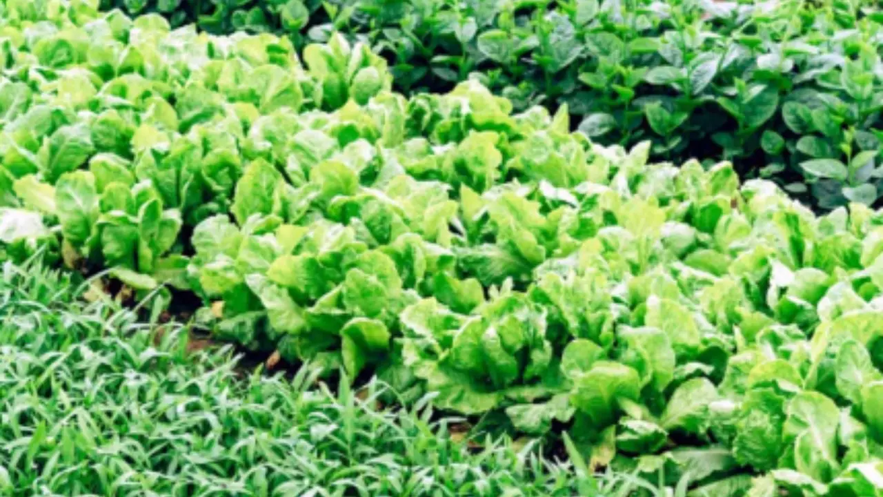 Insalata che cresce in 30 giorni: ecco come piantarla ora per un raccolto veloce Insalata che cresce in 30 giorni: ecco come piantarla ora per un raccolto veloce