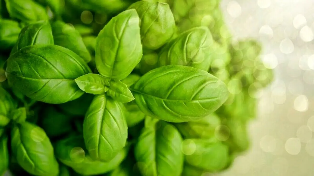 Come coltivare il basilico sul balcone: il trucco per farlo durare tutta l’estate Come coltivare il basilico sul balcone: il trucco per farlo durare tutta l’estate