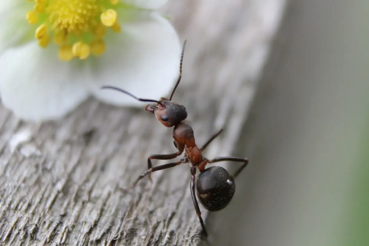 Come allontanare le formiche dall’orto senza pesticidi: il trucco con aceto Come allontanare le formiche dall’orto senza pesticidi: il trucco con aceto