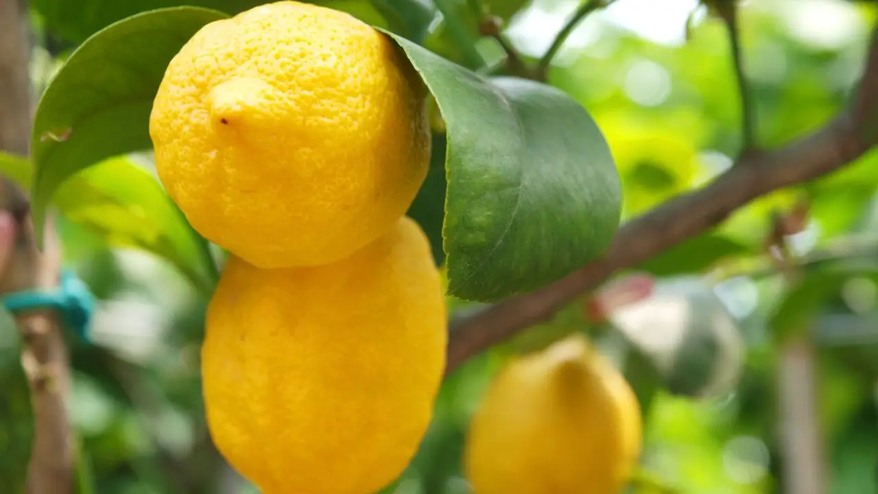 Scopri il trucco con aceto e limone per far brillare i mobili senza fatica subito Scopri il trucco con aceto e limone per far brillare i mobili senza fatica subito
