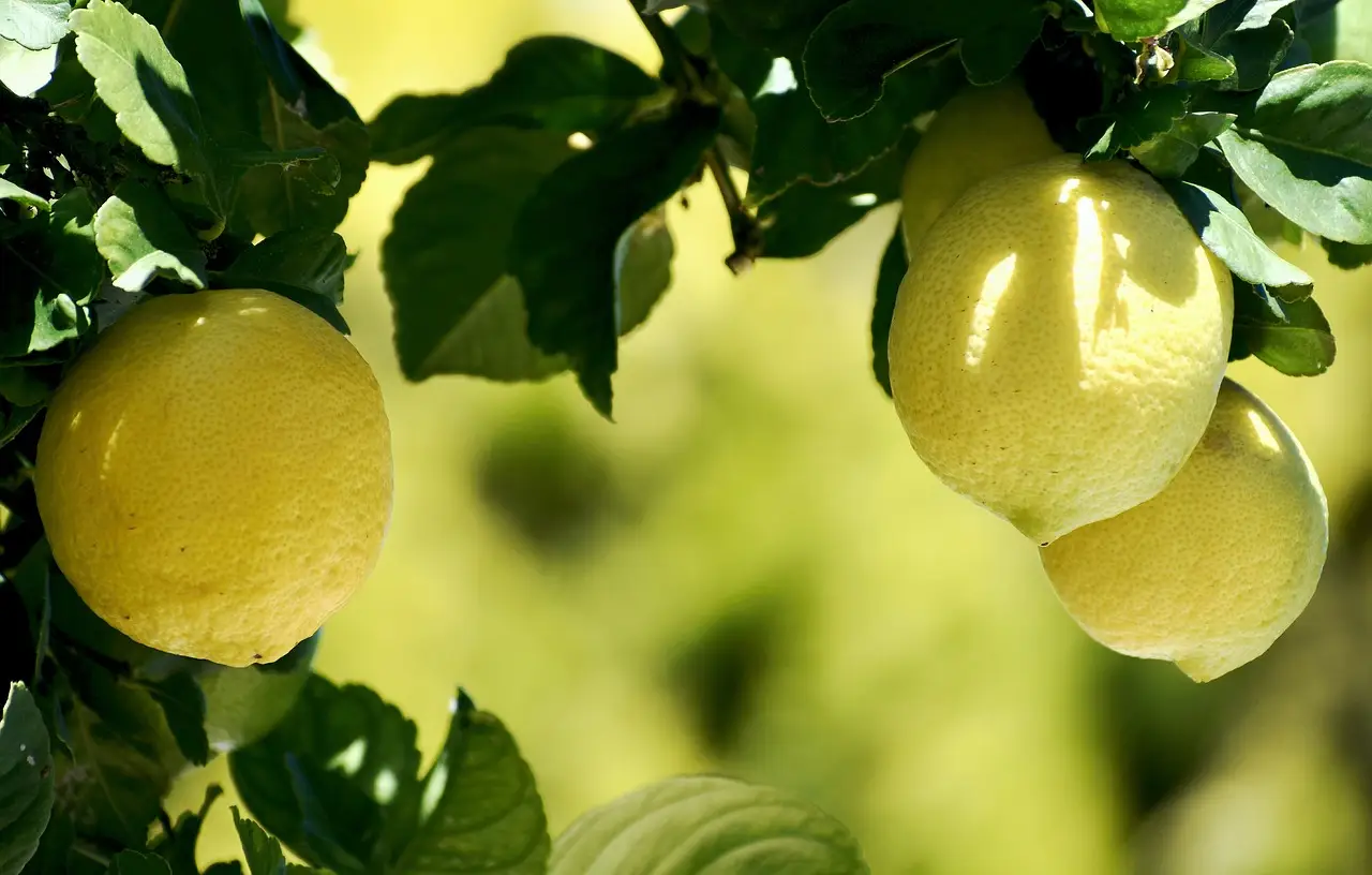 Vuoi superfici splendenti senza sostanze aggressive? Ecco la ricetta naturale ideale Vuoi superfici splendenti senza sostanze aggressive? Ecco la ricetta naturale ideale