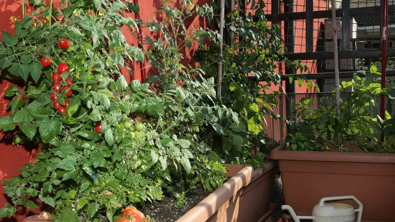 Scopri l’ortaggio da balcone che regala raccolti abbondanti già dopo 30 giorni Scopri l’ortaggio da balcone che regala raccolti abbondanti già dopo 30 giorni