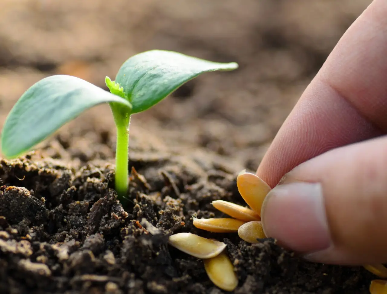 Sperimenta ora l’insalata lampo da seminare: pronta per la tavola in un mese Sperimenta ora l’insalata lampo da seminare: pronta per la tavola in un mese