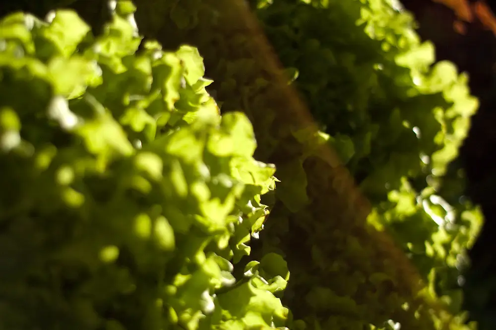 Sperimenta ora l’insalata lampo da seminare: pronta per la tavola in un mese Sperimenta ora l’insalata lampo da seminare: pronta per la tavola in un mese