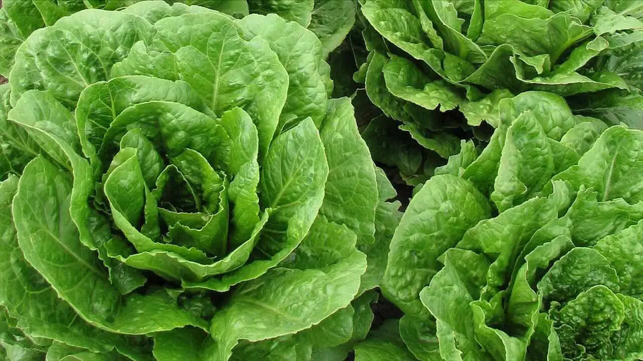 Sperimenta ora l’insalata lampo da seminare: pronta per la tavola in un mese Sperimenta ora l’insalata lampo da seminare: pronta per la tavola in un mese