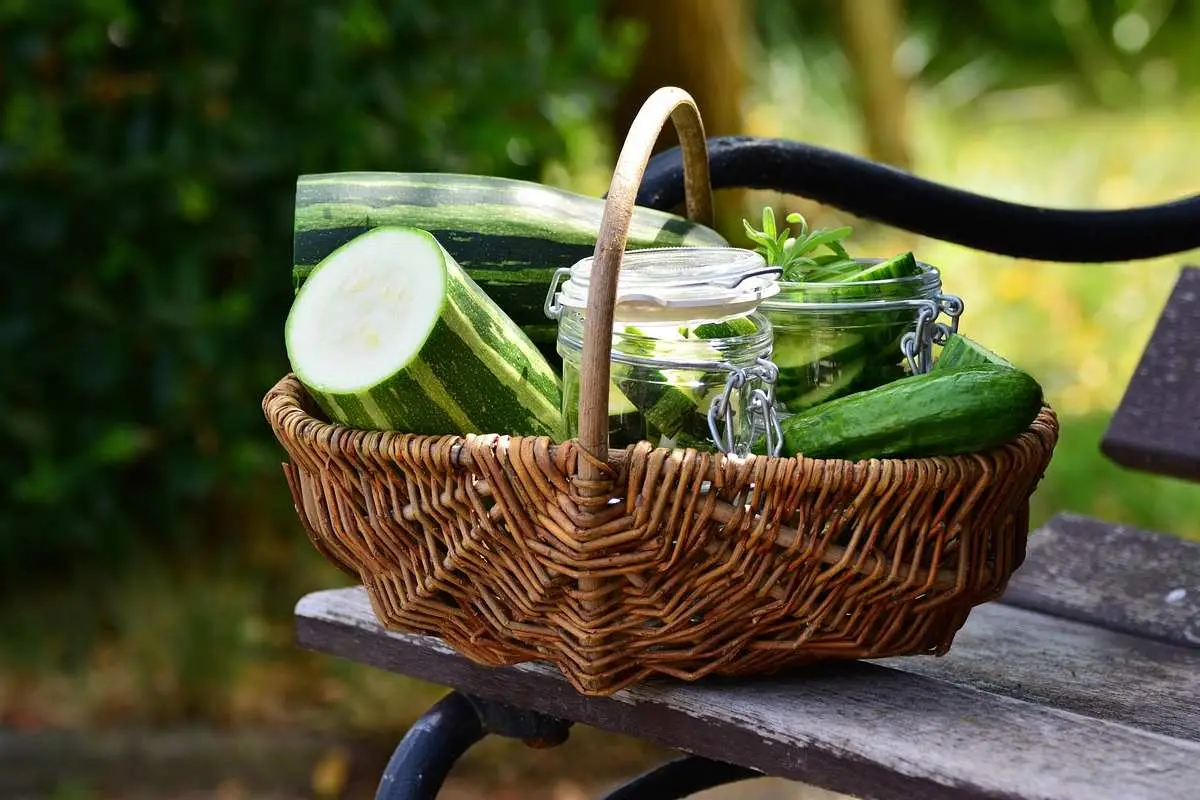Non aspettare l’estate: queste verdure crescono e si raccolgono subito in casa Non aspettare l’estate: queste verdure crescono e si raccolgono subito in casa