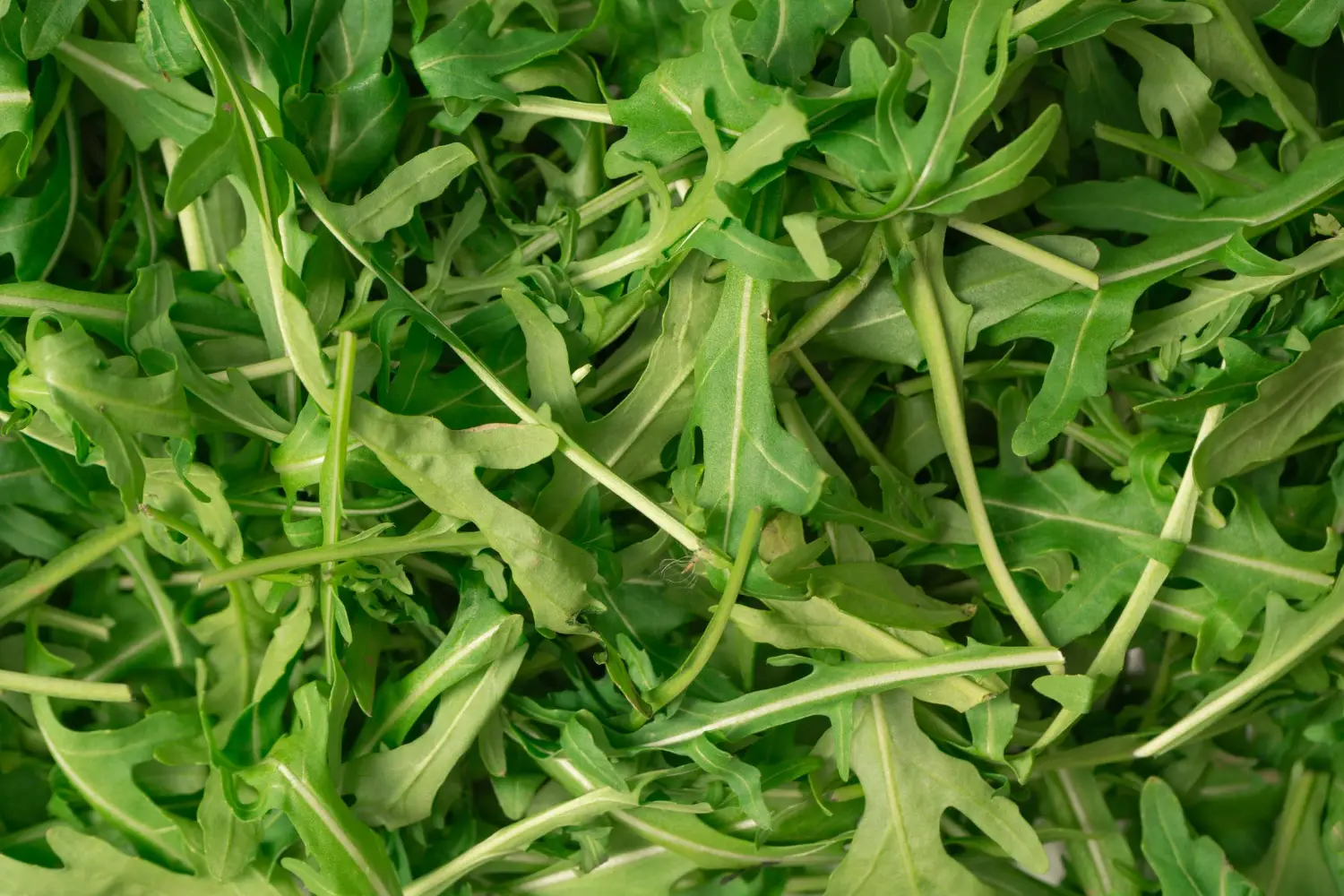 Come coltivare rucola sul davanzale e raccoglierla fresca già dopo 30 giorni Come coltivare rucola sul davanzale e raccoglierla fresca già dopo 30 giorni