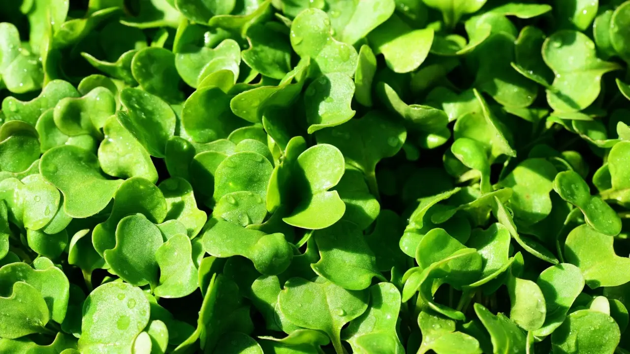 Come coltivare rucola sul davanzale e raccoglierla fresca già dopo 30 giorni Come coltivare rucola sul davanzale e raccoglierla fresca già dopo 30 giorni