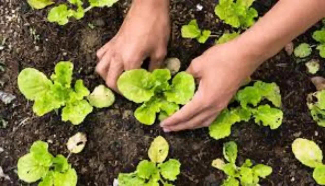 Come coltivare rucola sul davanzale e raccoglierla fresca già dopo 30 giorni Come coltivare rucola sul davanzale e raccoglierla fresca già dopo 30 giorni