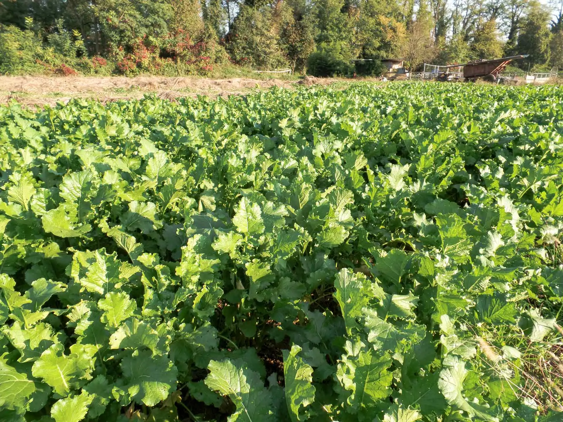 Come coltivare rucola sul davanzale e raccoglierla fresca già dopo 30 giorni Come coltivare rucola sul davanzale e raccoglierla fresca già dopo 30 giorni