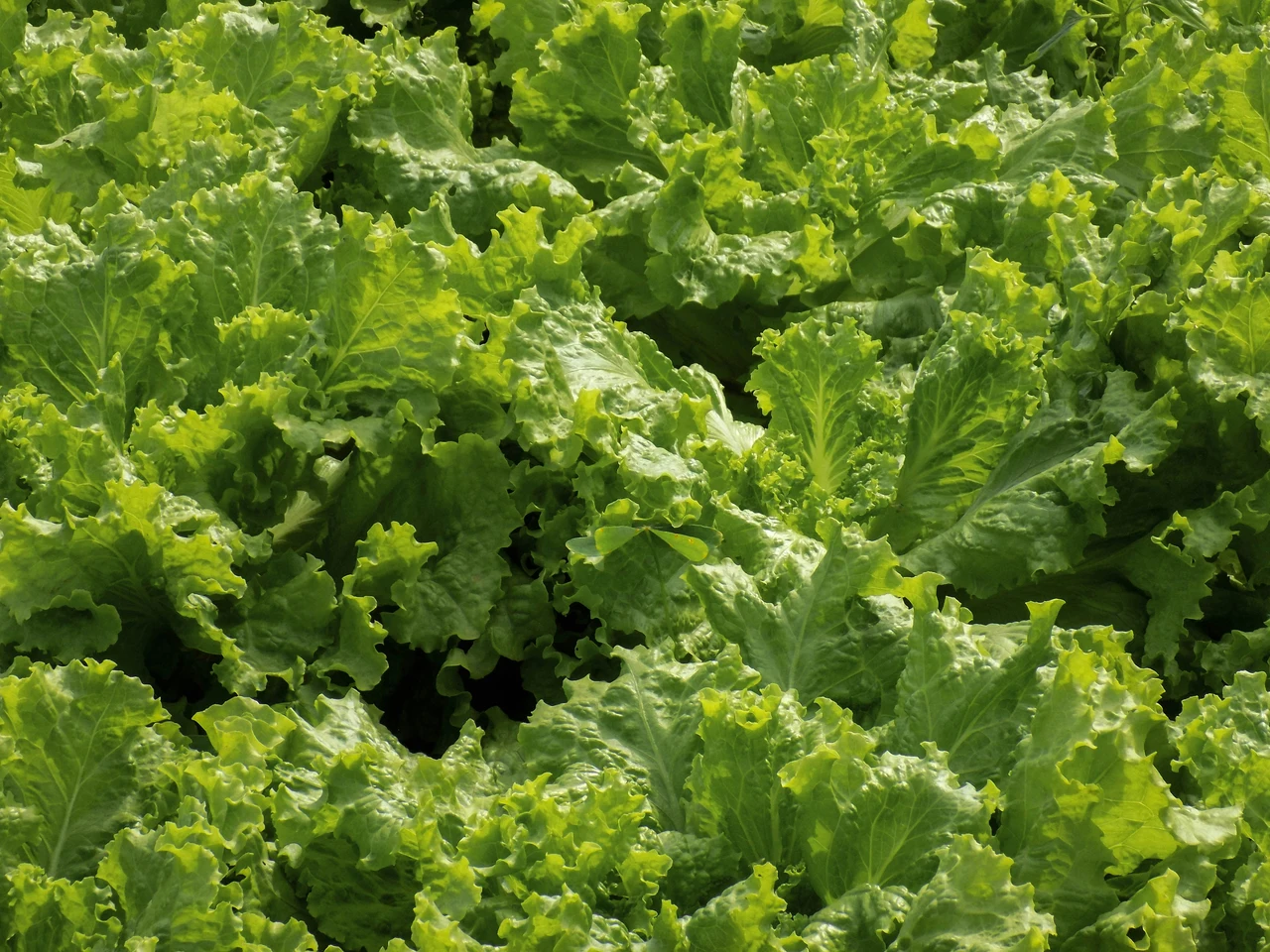La guida pratica per ottenere insalate pronte in 30 giorni con pochi strumenti La guida pratica per ottenere insalate pronte in 30 giorni con pochi strumenti