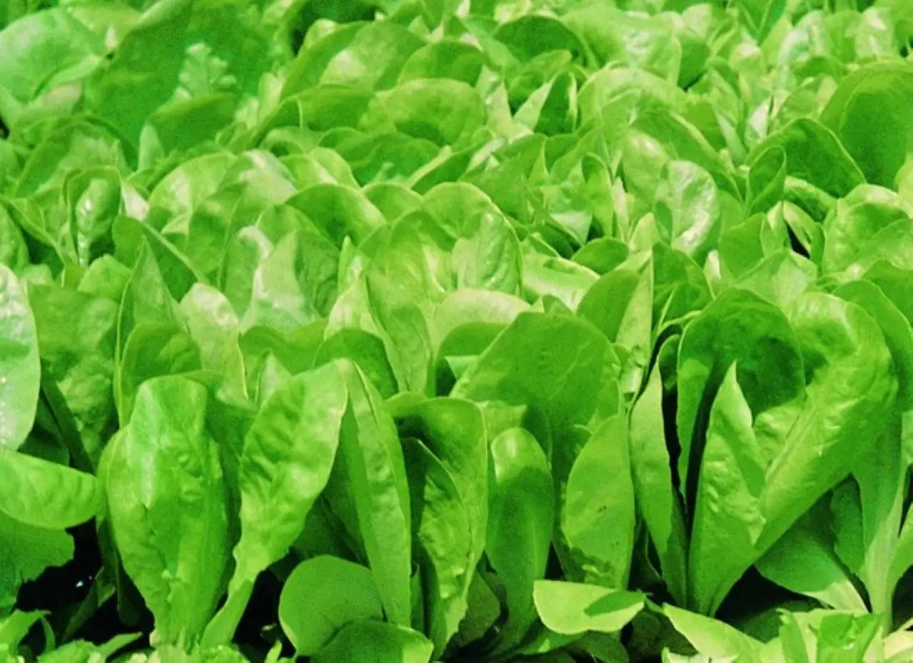 La guida pratica per ottenere insalate pronte in 30 giorni con pochi strumenti La guida pratica per ottenere insalate pronte in 30 giorni con pochi strumenti