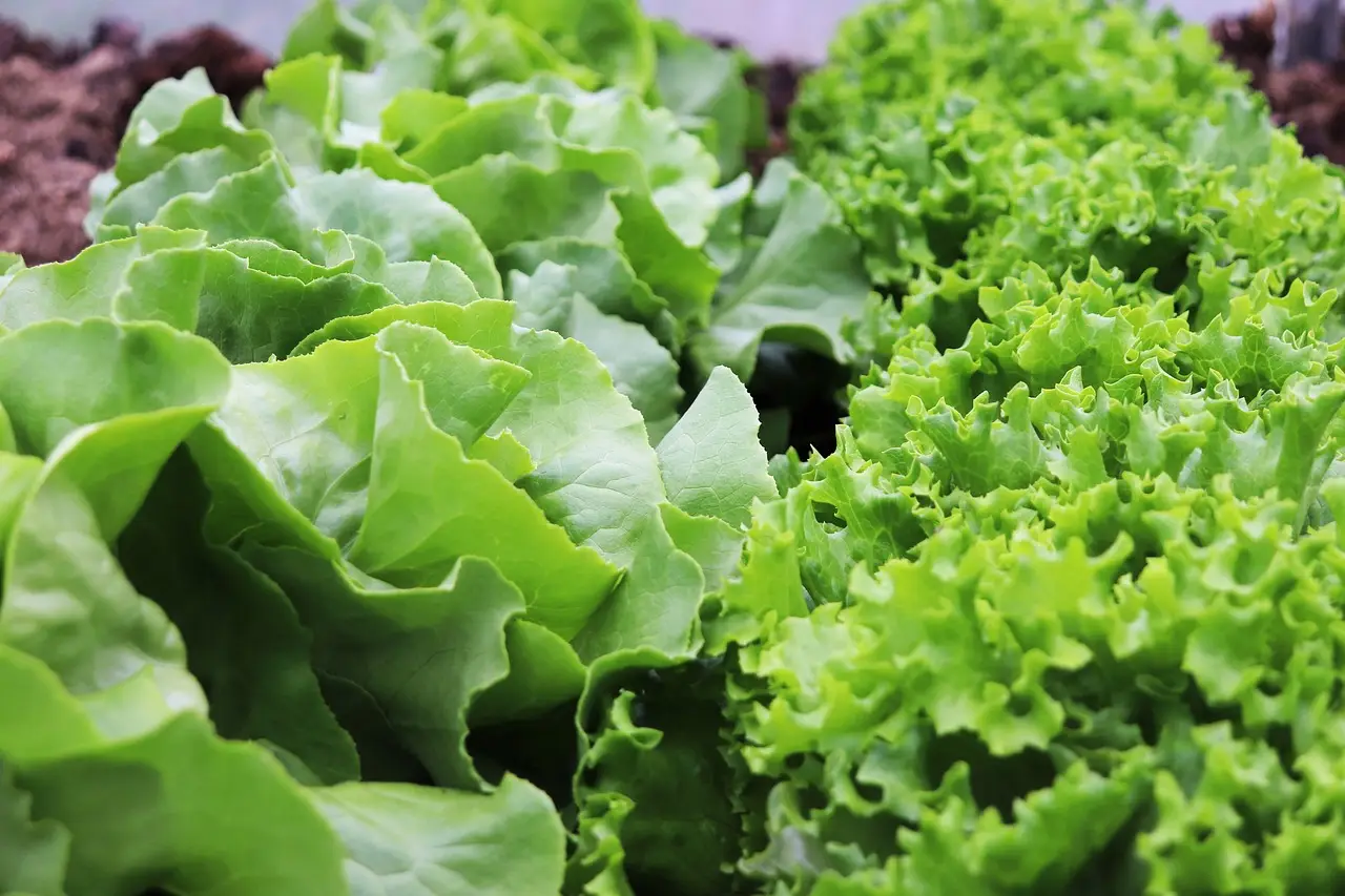 La guida pratica per ottenere insalate pronte in 30 giorni con pochi strumenti La guida pratica per ottenere insalate pronte in 30 giorni con pochi strumenti