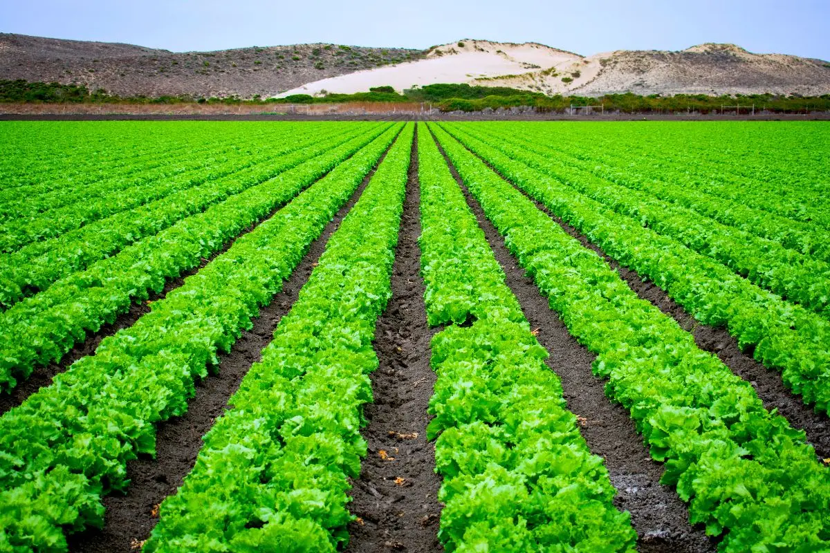 Non perderti il raccolto: i passaggi chiave per un’insalata pronta in 1 mese Non perderti il raccolto: i passaggi chiave per un’insalata pronta in 1 mese