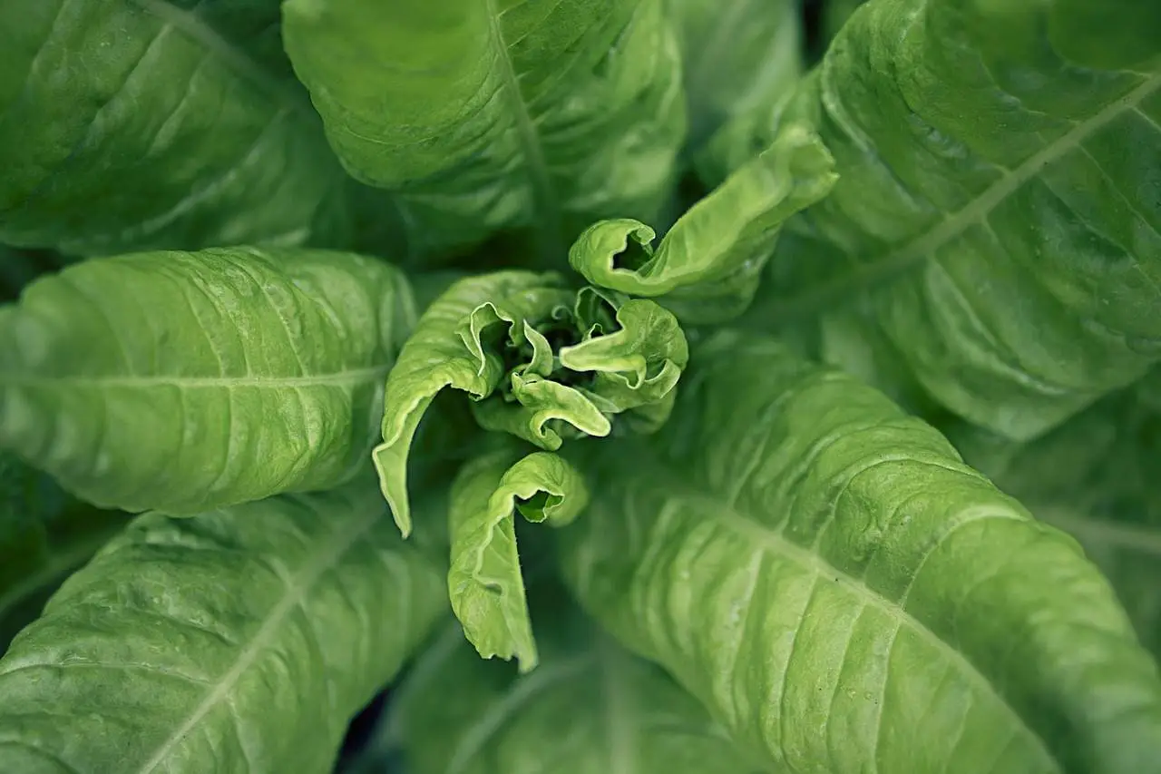 Non perderti il raccolto: i passaggi chiave per un’insalata pronta in 1 mese Non perderti il raccolto: i passaggi chiave per un’insalata pronta in 1 mese