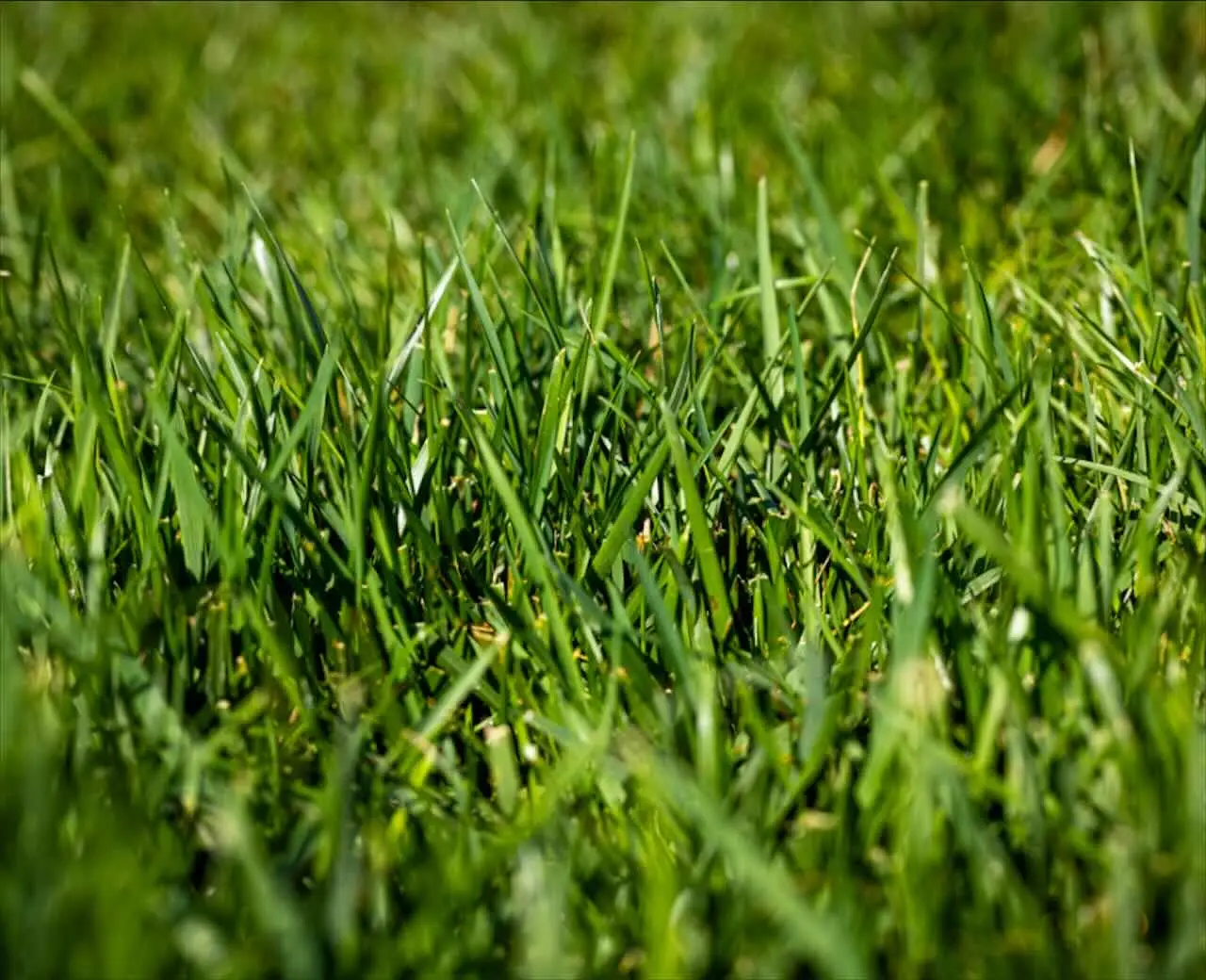 Scopri ora le erbe resistenti che crescono in poche settimane anche in città Scopri ora le erbe resistenti che crescono in poche settimane anche in città