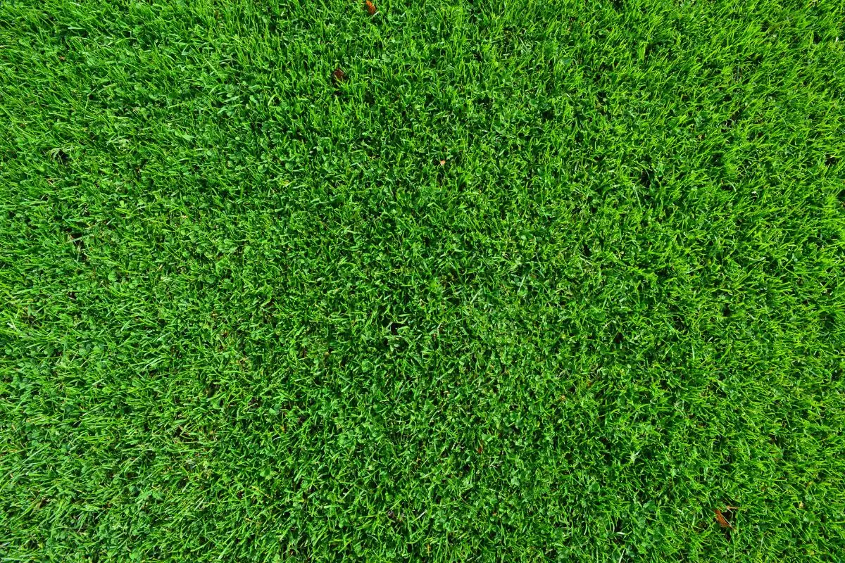 Scopri ora le erbe resistenti che crescono in poche settimane anche in città Scopri ora le erbe resistenti che crescono in poche settimane anche in città