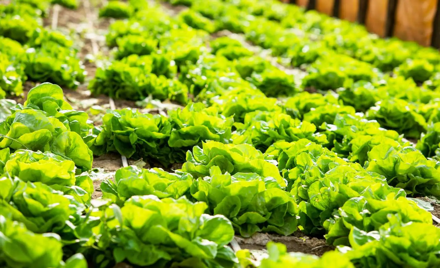 Sfida la lentezza: i trucchi efficaci per raccogliere insalate in tempi record Sfida la lentezza: i trucchi efficaci per raccogliere insalate in tempi record