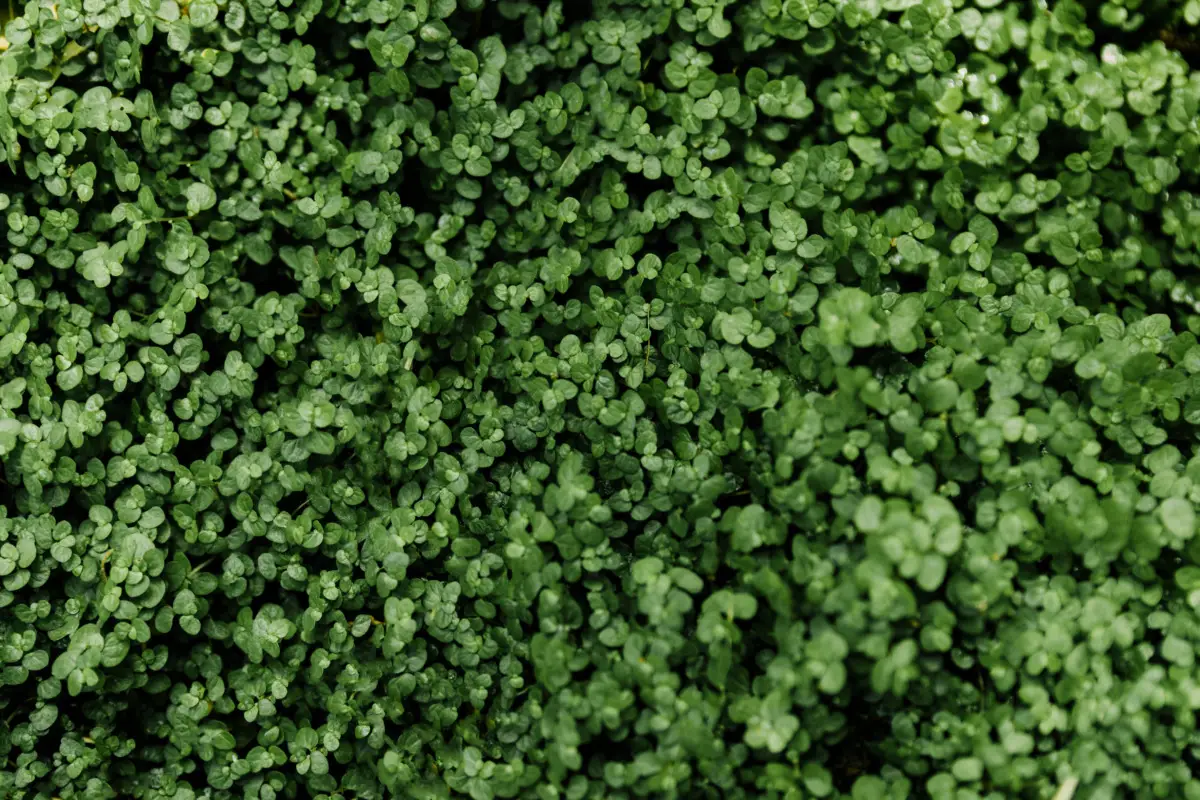 Vuoi autonomia in cucina? Ecco come coltivare microgreens pronti in 2 settimane Vuoi autonomia in cucina? Ecco come coltivare microgreens pronti in 2 settimane