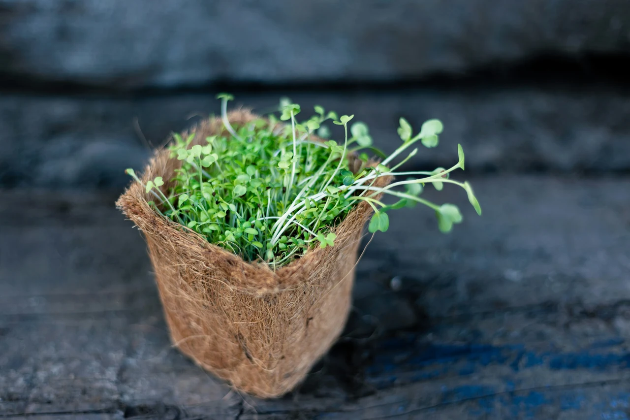 Vuoi autonomia in cucina? Ecco come coltivare microgreens pronti in 2 settimane Vuoi autonomia in cucina? Ecco come coltivare microgreens pronti in 2 settimane