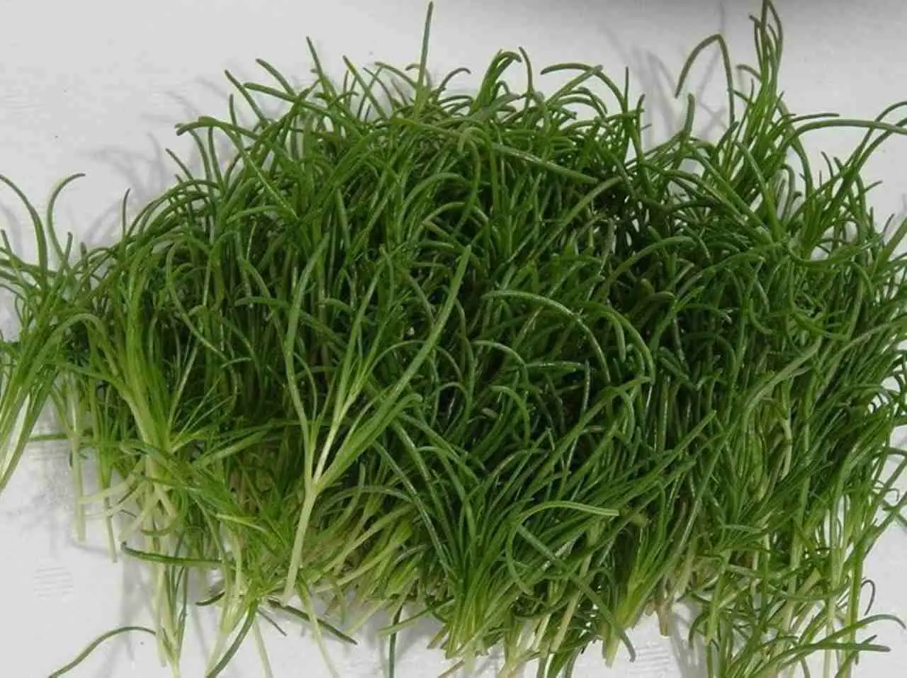 Vuoi autonomia in cucina? Ecco come coltivare microgreens pronti in 2 settimane Vuoi autonomia in cucina? Ecco come coltivare microgreens pronti in 2 settimane