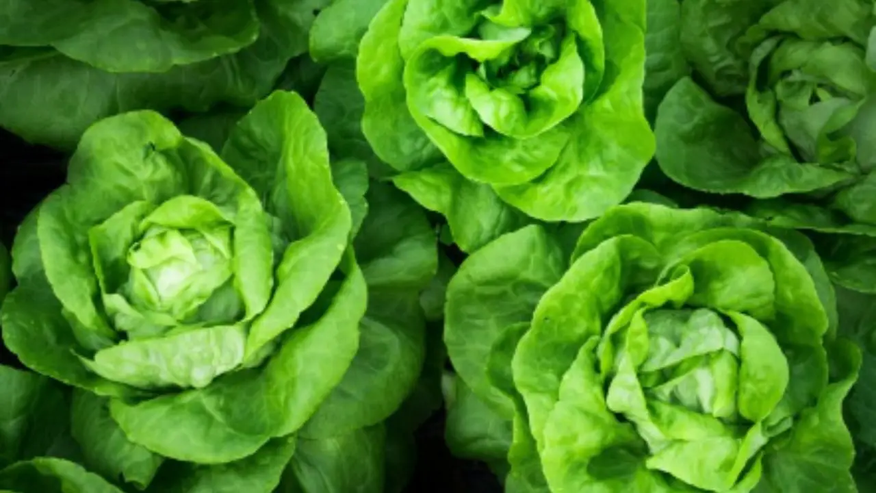 Tutto quello che serve per insalate primaverili da seminare e raccogliere subito Tutto quello che serve per insalate primaverili da seminare e raccogliere subito