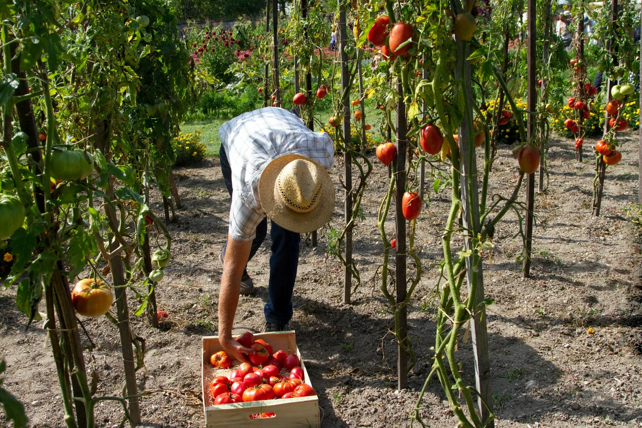 Scopri le soluzioni rapide per un raccolto sano e abbondante anche in poco spazio Scopri le soluzioni rapide per un raccolto sano e abbondante anche in poco spazio