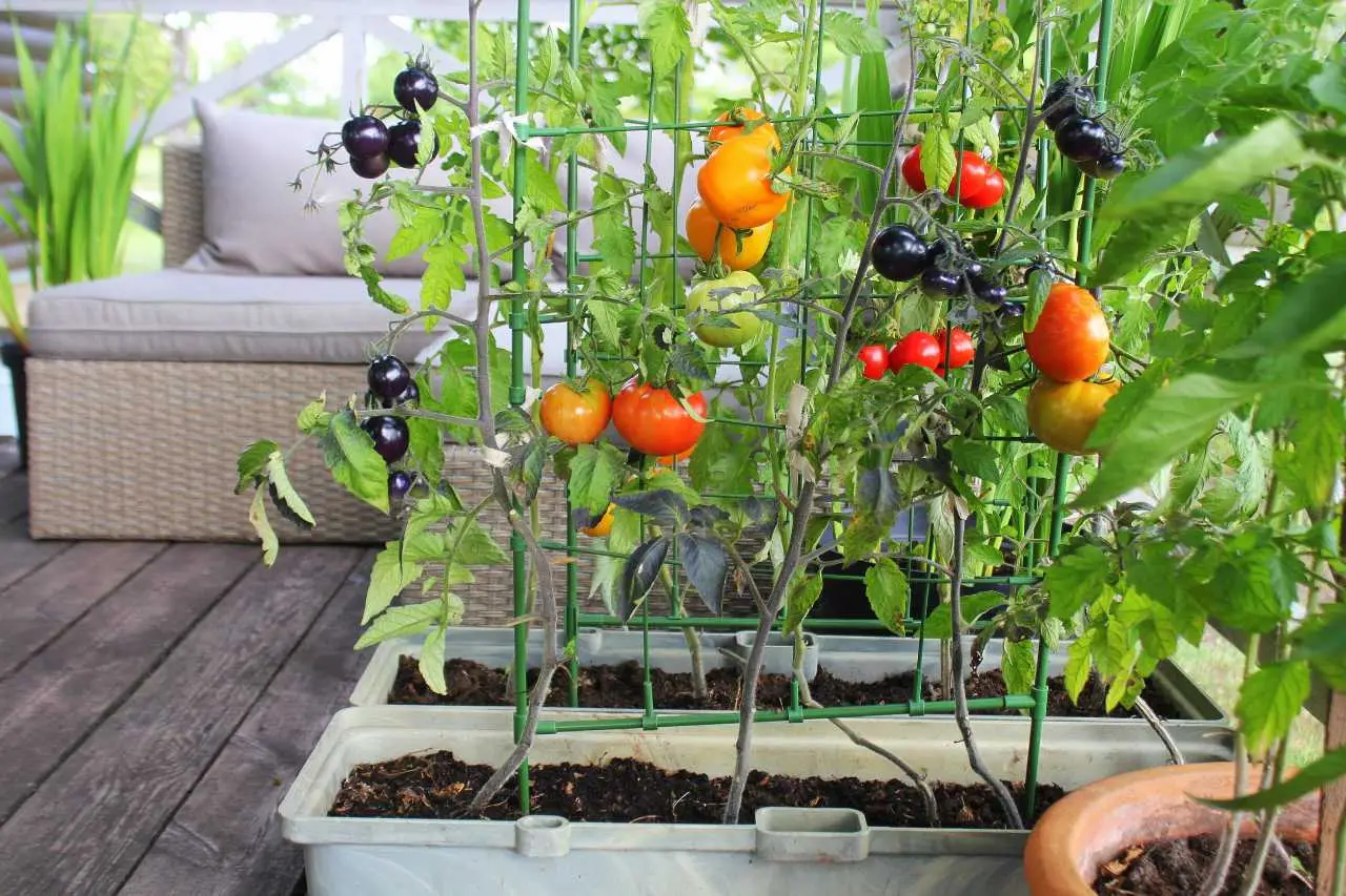 Il calendario perfetto per chi vuole risultati rapidi dall’orto sul terrazzo Il calendario perfetto per chi vuole risultati rapidi dall’orto sul terrazzo