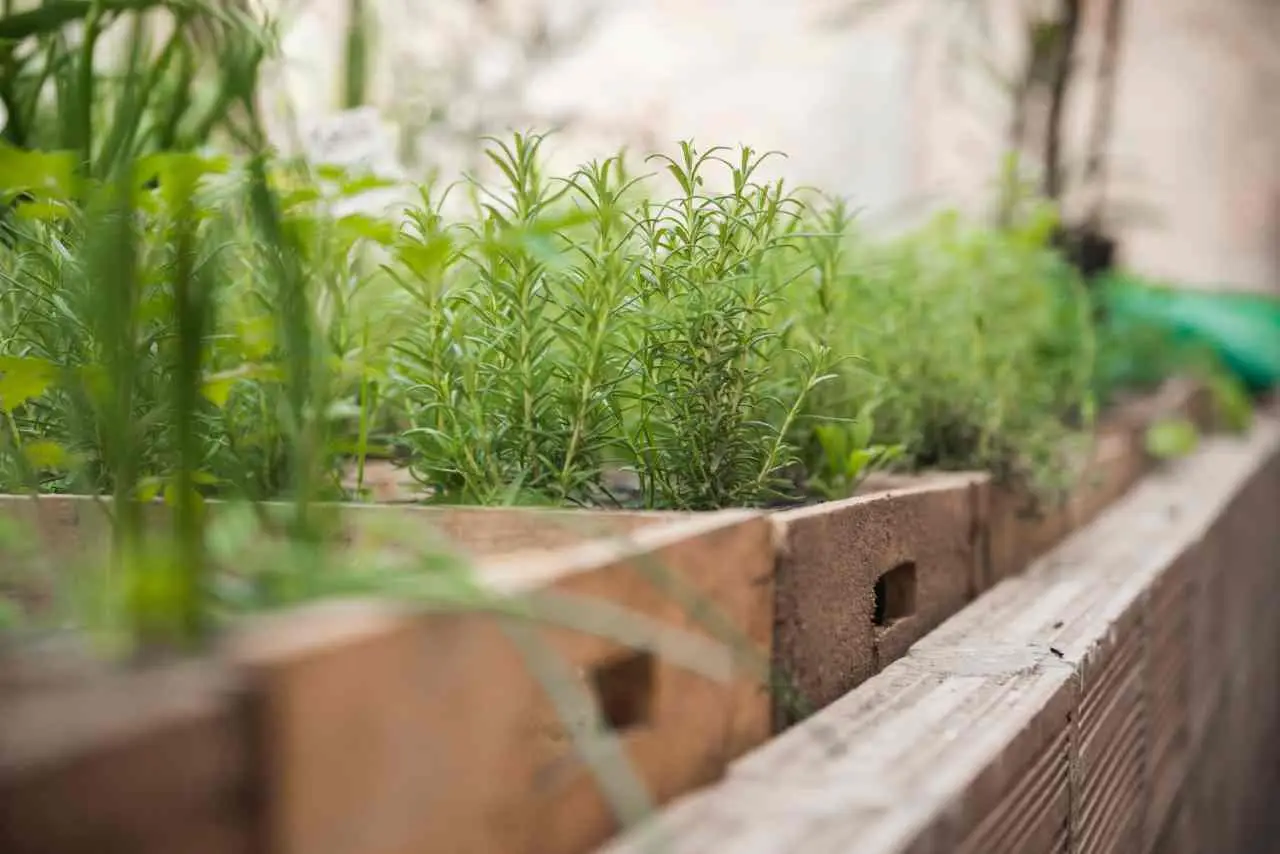 Il calendario perfetto per chi vuole risultati rapidi dall’orto sul terrazzo Il calendario perfetto per chi vuole risultati rapidi dall’orto sul terrazzo