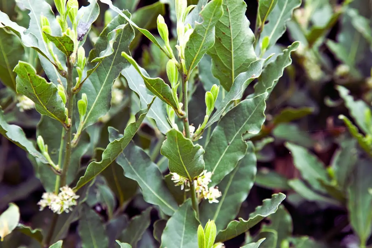 Dalla pianta di alloro al gelsomino: specie resistenti per aiuole sempre verdi Dalla pianta di alloro al gelsomino: specie resistenti per aiuole sempre verdi