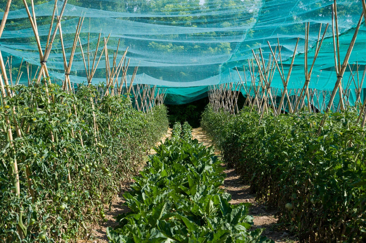 Come scegliere il telo giusto per prevenire la crescita dell’erba e mantenere il giardino curato Come scegliere il telo giusto per prevenire la crescita dell’erba e mantenere il giardino curato
