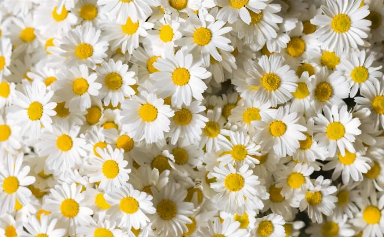 Perché alcune margherite si aprono solo al sole? Il sorprendente comportamento dei fiori e la scienza dietro il loro movimento Perché alcune margherite si aprono solo al sole? Il sorprendente comportamento dei fiori e la scienza dietro il loro movimento