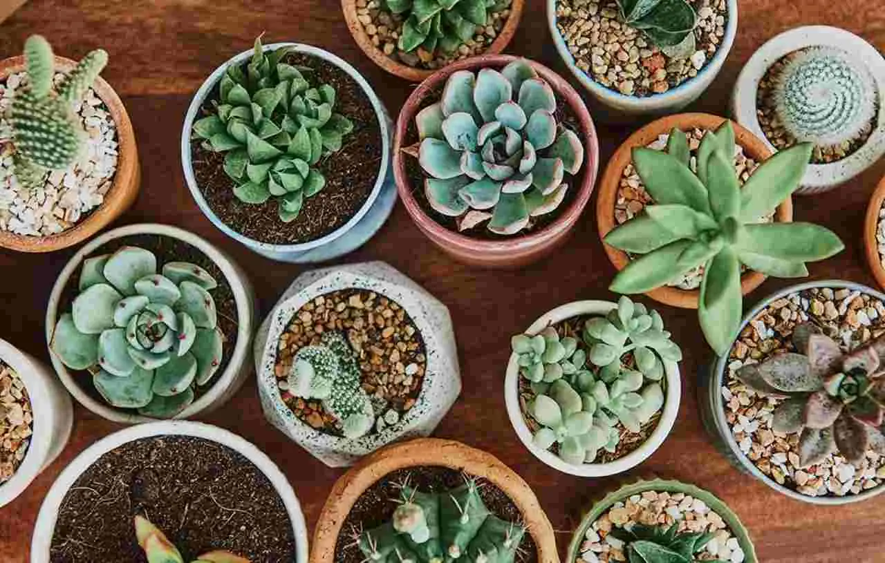 Piante grasse e caldo estremo: quali specie scegliere per un giardino che resiste alle alte temperature? Piante grasse e caldo estremo: quali specie scegliere per un giardino che resiste alle alte temperature?