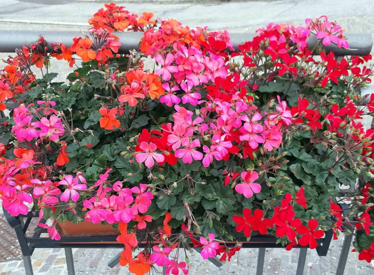 Idee green per il balcone: quali alternative ai gerani scegliere per fioriere e terrazzi? Idee green per il balcone: quali alternative ai gerani scegliere per fioriere e terrazzi?