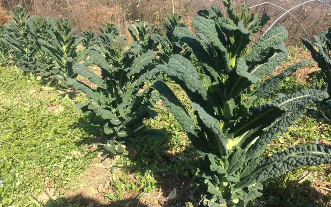 Coltivare l’orto in modo intelligente: cosa evitare di piantare dopo aver raccolto i cavoli e perché Coltivare l’orto in modo intelligente: cosa evitare di piantare dopo aver raccolto i cavoli e perché