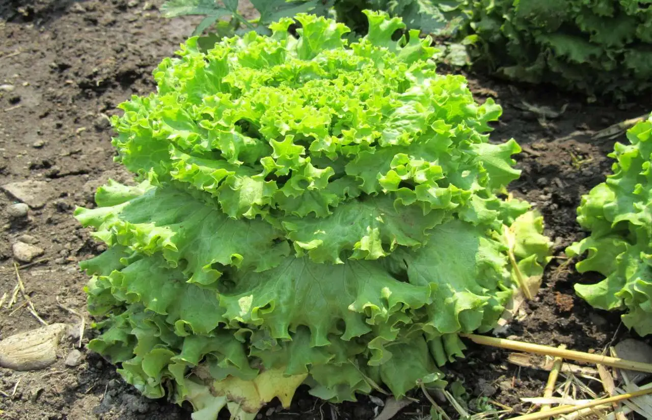 Come proteggere l’insalata dal freddo: strategie facili per un orto produttivo anche in inverno Come proteggere l’insalata dal freddo: strategie facili per un orto produttivo anche in inverno