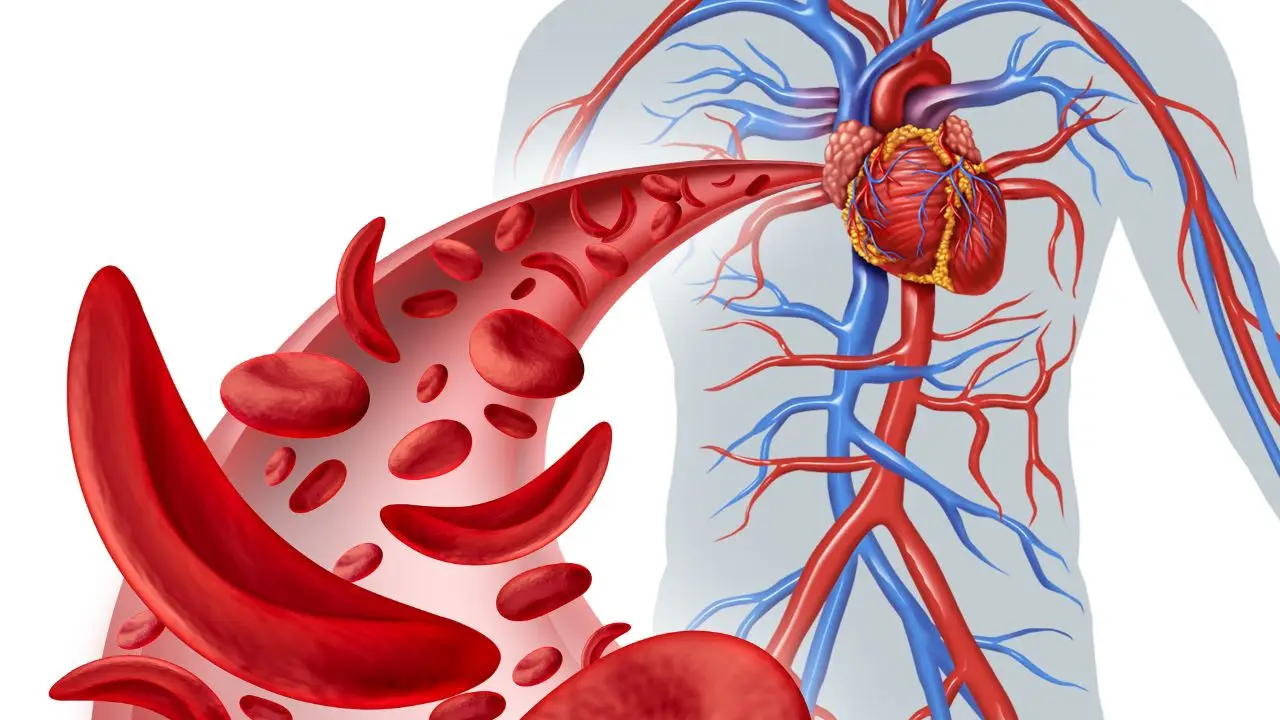 Fibrillazione atriale: quali rimedi naturali possono aiutare il cuore e cosa dice la scienza?