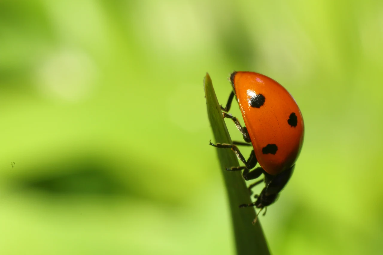 Come e dove posizionare una casetta per coccinelle: consigli per favorire la biodiversità nel tuo giardino Come e dove posizionare una casetta per coccinelle: consigli per favorire la biodiversità nel tuo giardino