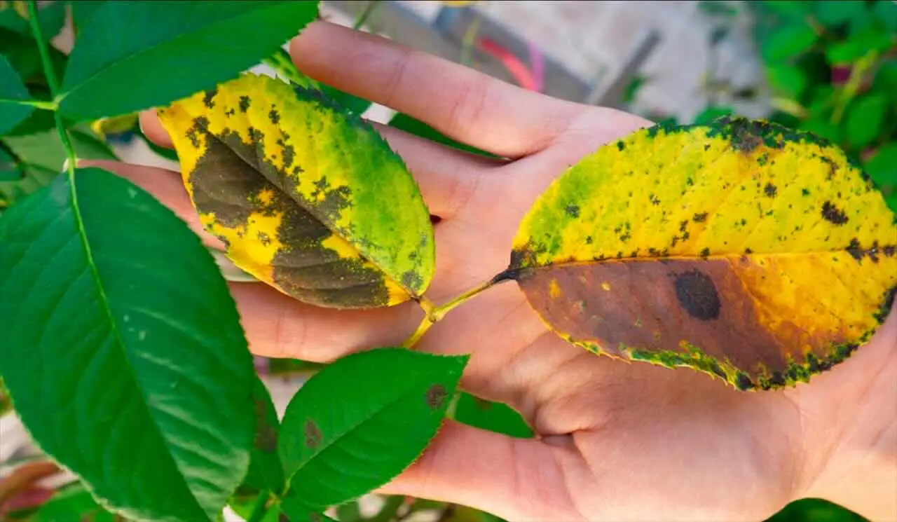 Come riconoscere i sintomi di eccesso d’acqua nelle piante: segnali da non sottovalutare per la salute del verde in casa e in giardino Come riconoscere i sintomi di eccesso d’acqua nelle piante: segnali da non sottovalutare per la salute del verde in casa e in giardino