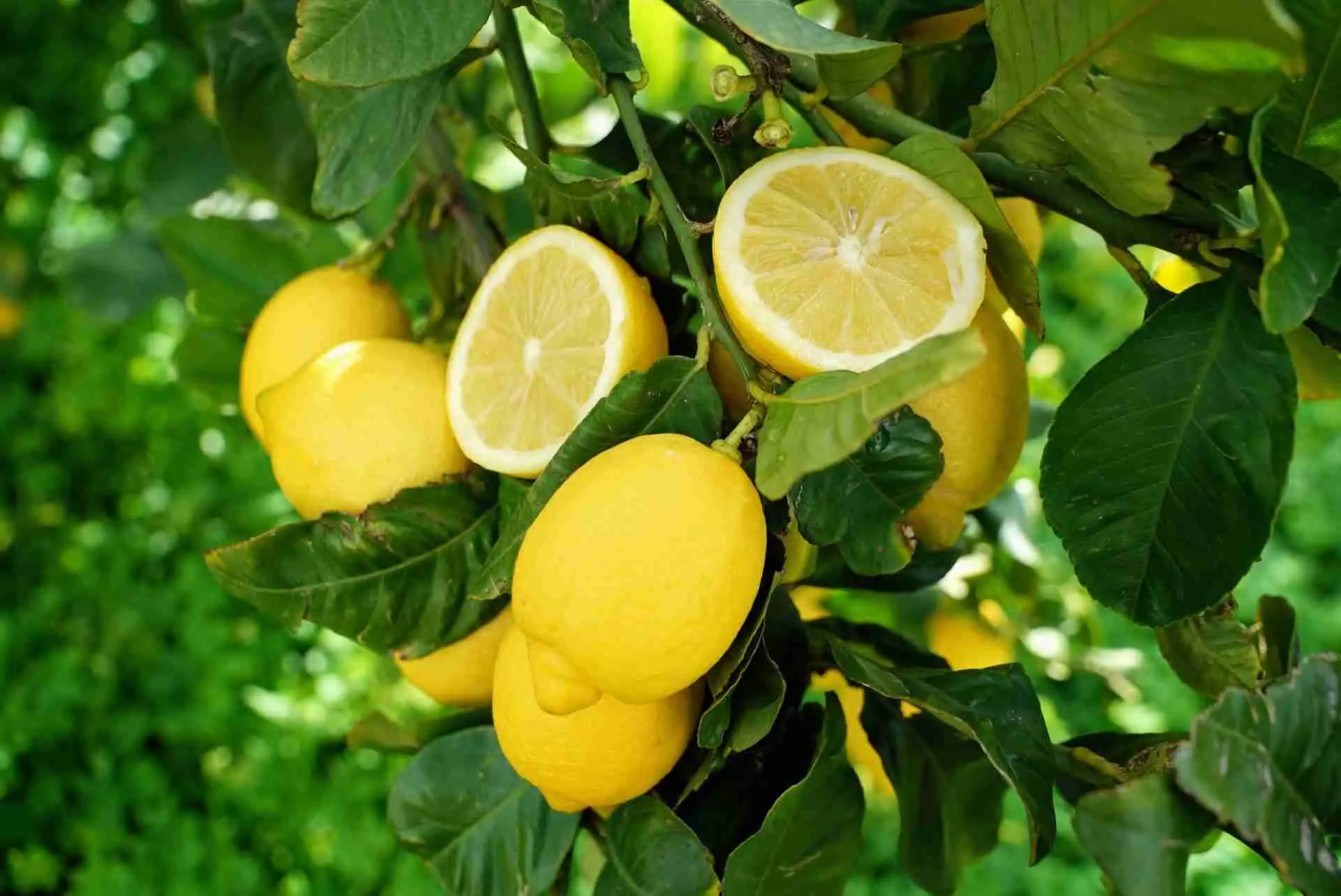 Il trucco con olio e limone per mobili sempre lucidi e senza aloni