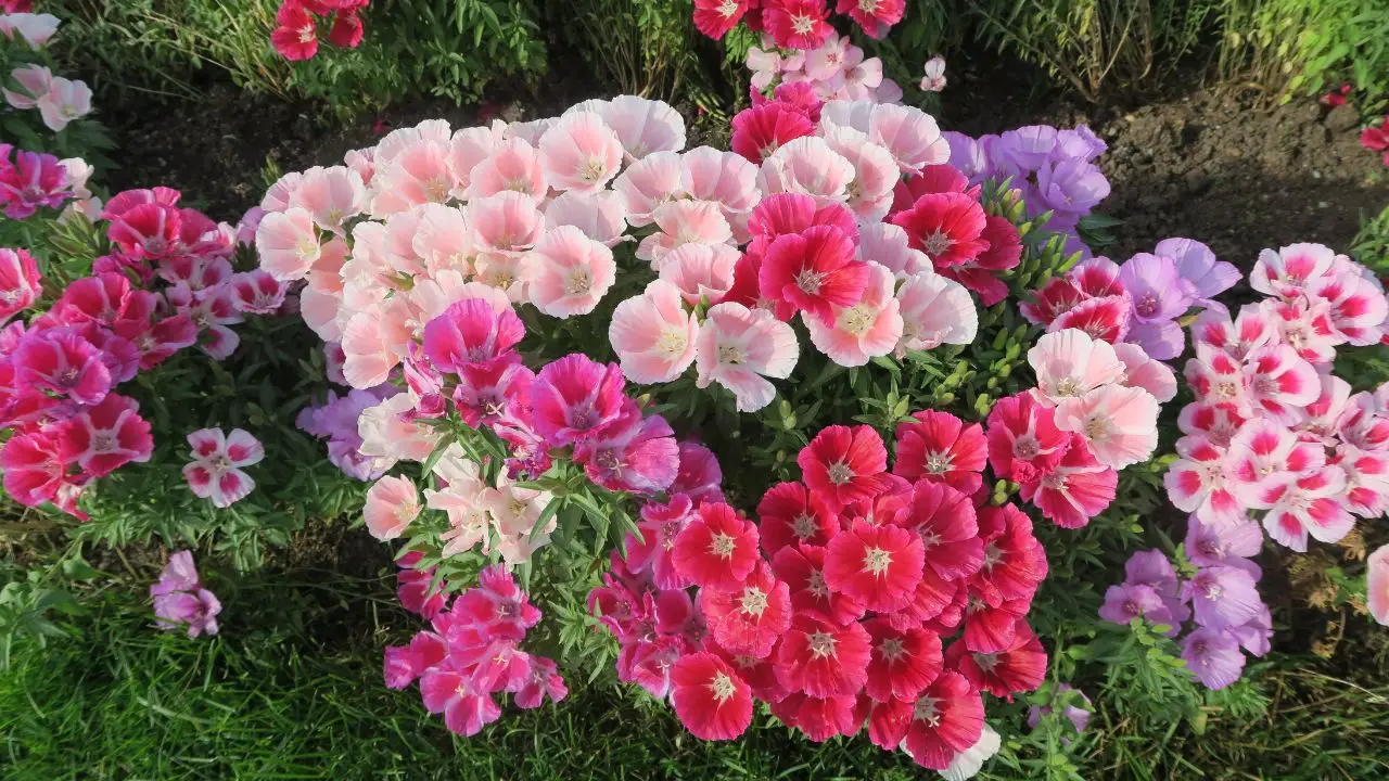 Idee e consigli su dove posizionare i garofani in casa e in giardino per farli durare di più