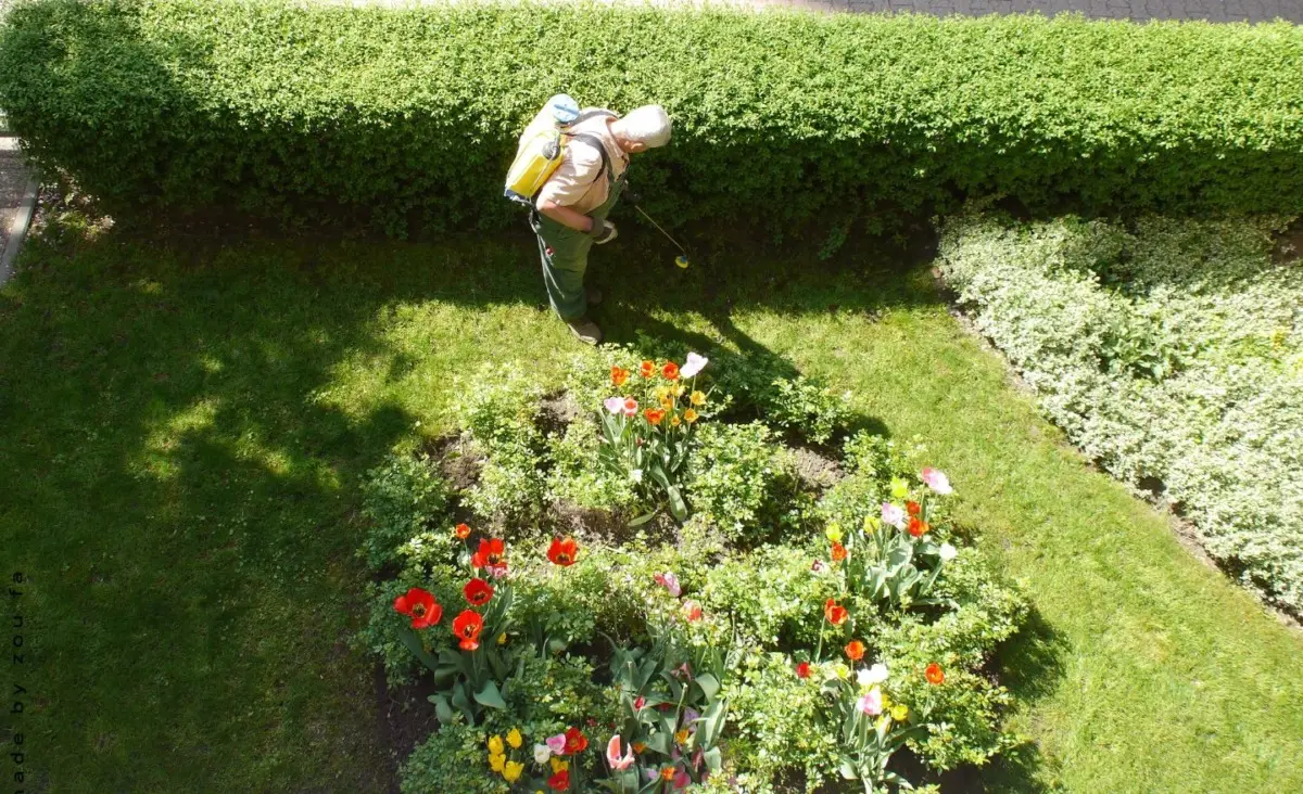 Chi si prende cura delle piante? Scopri perché il rapporto tra esseri umani e natura è fondamentale per il nostro benessere Chi si prende cura delle piante? Scopri perché il rapporto tra esseri umani e natura è fondamentale per il nostro benessere