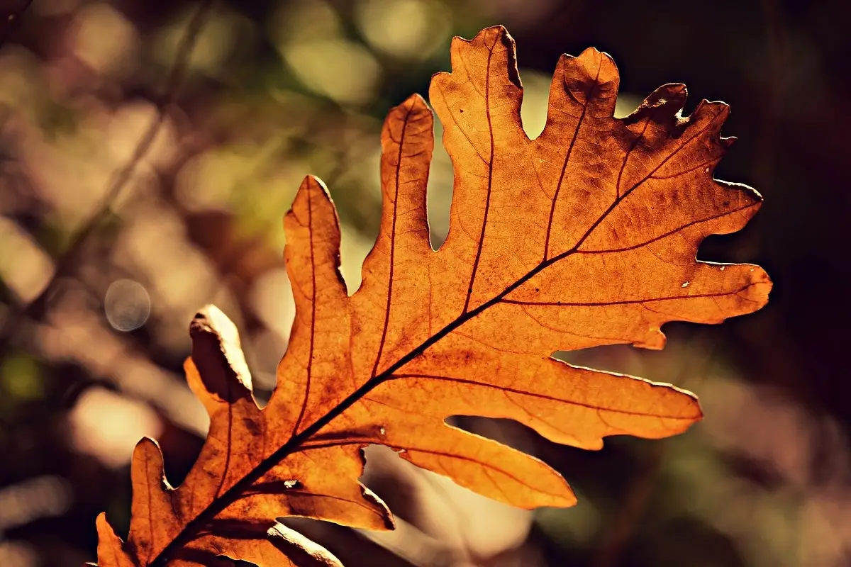 Cause comuni e rimedi per la secchezza delle foglie delle tue piante Cause comuni e rimedi per la secchezza delle foglie delle tue piante