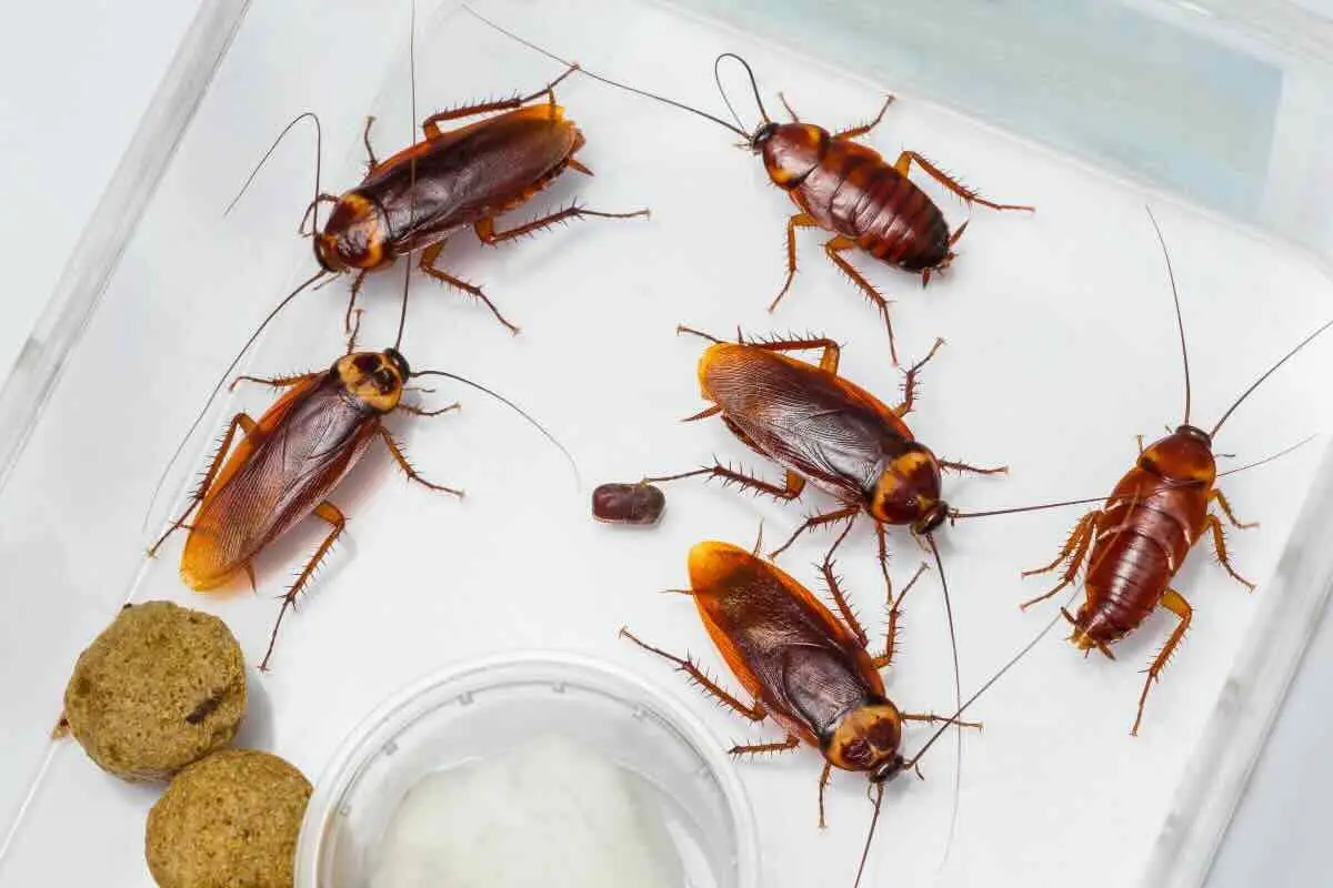 Valuta adesso il costo medio della disinfestazione da blatte nelle città italiane Valuta adesso il costo medio della disinfestazione da blatte nelle città italiane