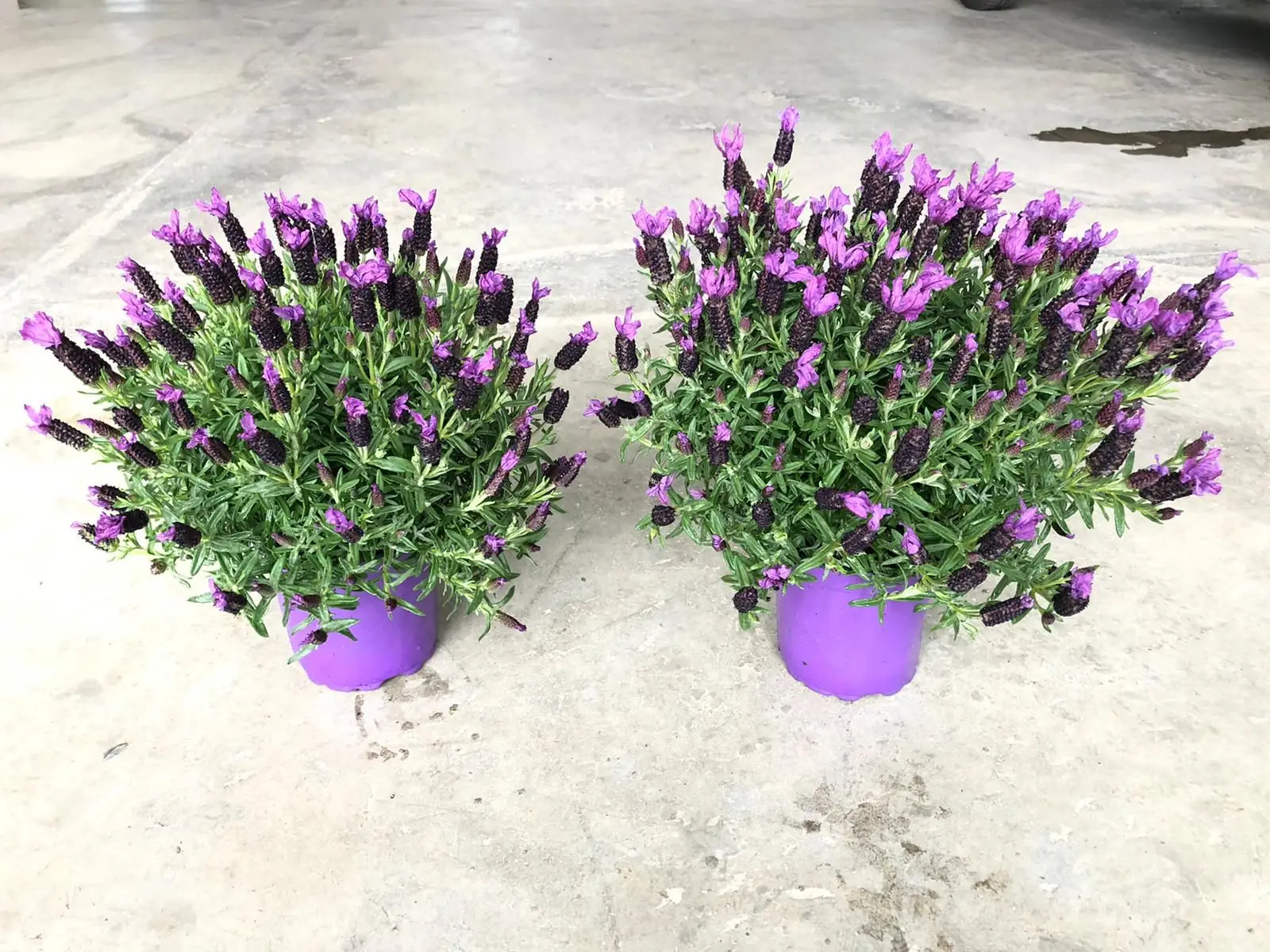 Sorprendente: ecco quanto può vivere la lavanda in vaso Sorprendente: ecco quanto può vivere la lavanda in vaso