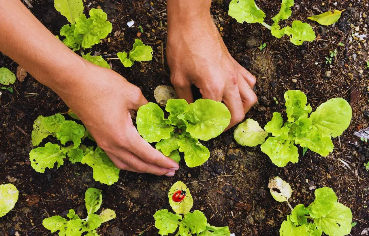 Rigenera il terreno del tuo orto: ecco cosa piantare per renderlo più fertile Rigenera il terreno del tuo orto: ecco cosa piantare per renderlo più fertile